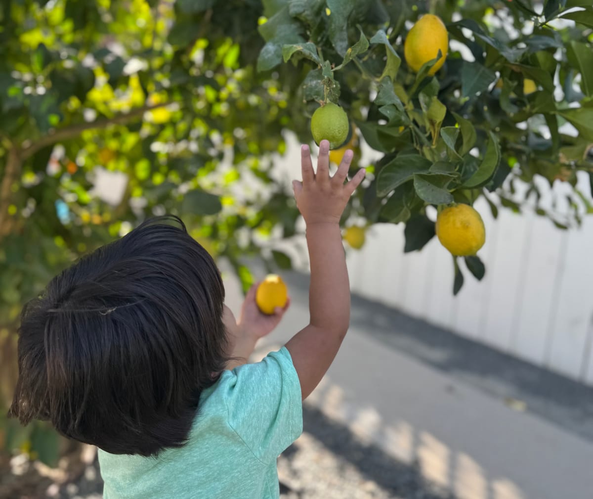 Tips to Feed Picky Toddlers: What’s Worked for Us